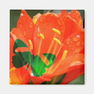 Aimant papillon d'eau orange