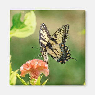 Aimant Papillon d'épaisse du tigre oriental