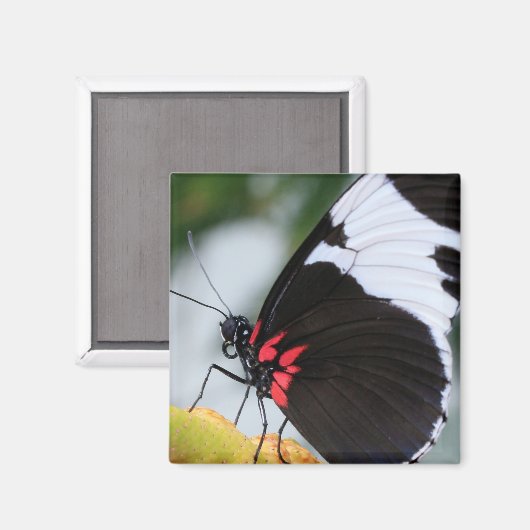 Aimant Papillon Doris Longwing (Recto/Verso)