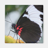 Aimant Papillon Doris Longwing (Devant)