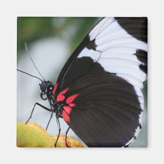 Aimant Papillon Doris Longwing (Devant)