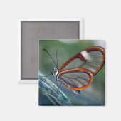 Aimant papillon du costa rica (Recto/Verso)