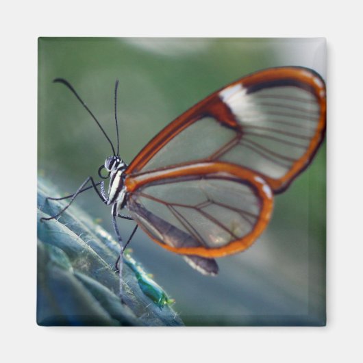 Aimant papillon du costa rica (Devant)