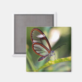 Aimant papillon du costa rica (Recto/Verso)