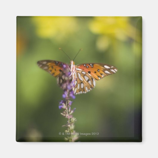 Aimant Papillon en fleur sauvage (Devant)