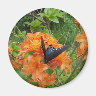 Aimant papillon et azalée