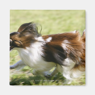Aimant Papillon fonctionnant