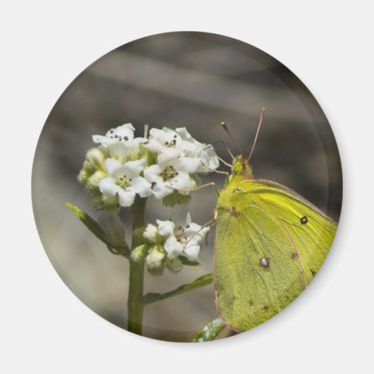 Aimant Papillon jaune (Devant)