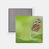 Aimant Papillon long tigre (Recto/Verso)