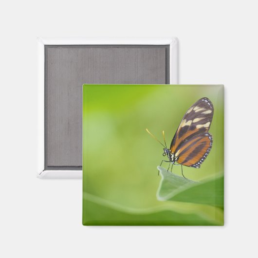 Aimant Papillon long tigre (Recto/Verso)