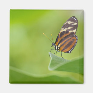 Aimant Papillon long tigre