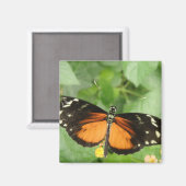 Aimant Papillon long tigre (Recto/Verso)