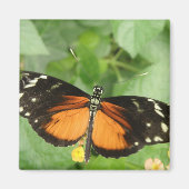 Aimant Papillon long tigre (Devant)