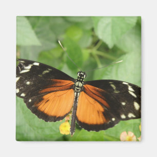 Aimant Papillon long tigre