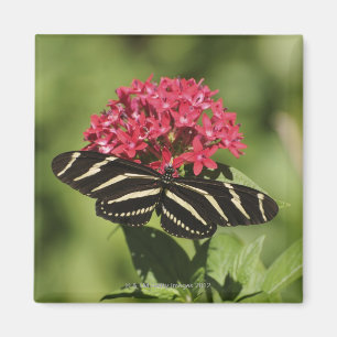 Aimant Papillon longwing de zèbre, Heliconius