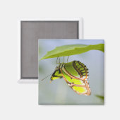 Aimant Papillon malachite sur feuille (Recto/Verso)