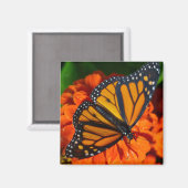 Aimant Papillon monarque (Recto/Verso)