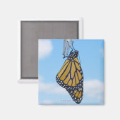 Aimant Papillon monarque, avec Chrysalis (Recto/Verso)
