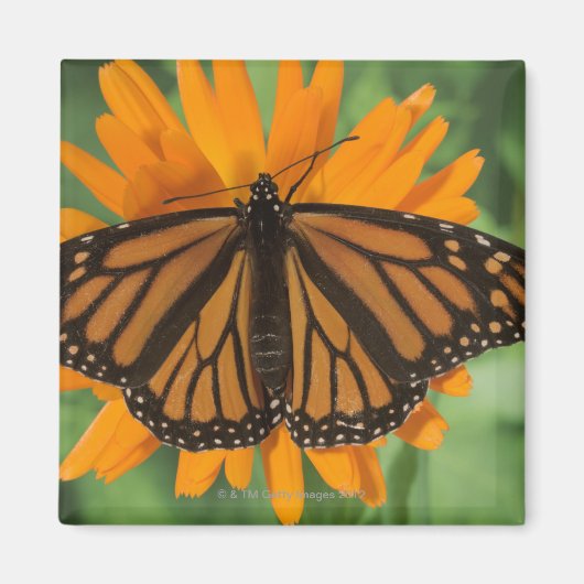Aimant Papillon monarque (Danaus plexippus) en pot (Devant)