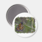 Aimant Papillon monarque dans l'herbe (Recto/Verso)