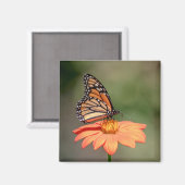 Aimant Papillon Monarque sur une fleur d'orange (Recto/Verso)