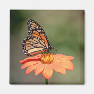 Aimant Papillon Monarque sur une fleur d'orange