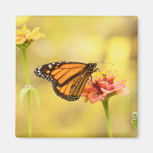 Aimant Papillon Monarque sur Zinnia