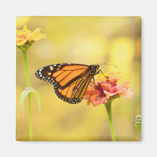 Aimant Papillon Monarque sur Zinnia (Devant)