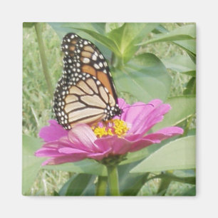 Aimant Papillon monarque, Zinnia rose