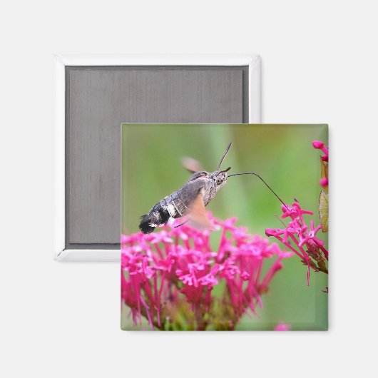 Aimant Papillon-mouche à colibri en vol (Recto/Verso)