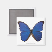 Aimant Papillon Nestira Marpho (Recto/Verso)