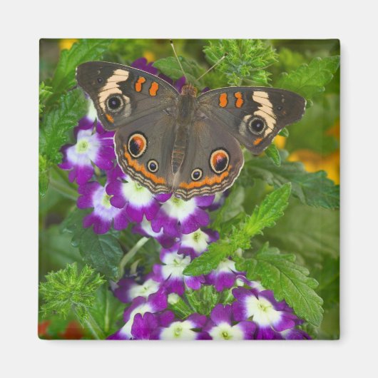 Aimant Papillon noir (Devant)
