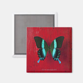 Aimant Papillon noir et bleu (Recto/Verso)