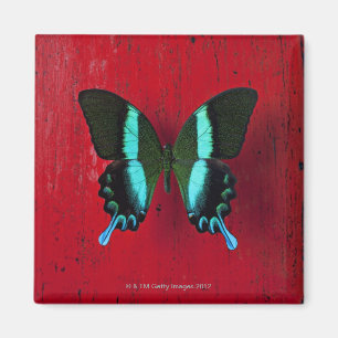 Aimant Papillon noir et bleu