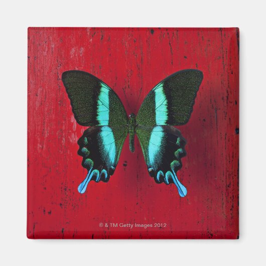 Aimant Papillon noir et bleu (Devant)