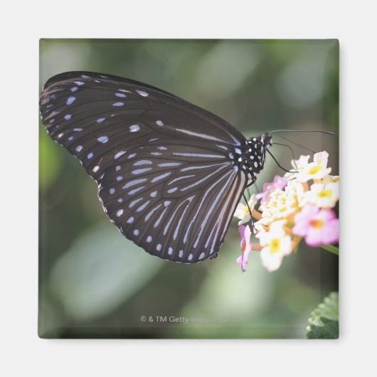 Aimant Papillon noir et bleu sur la fleur (Devant)