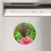 Aimant Papillon noir Swallowtail sur une fleur rose (In Situ (Lave-vaisselle))