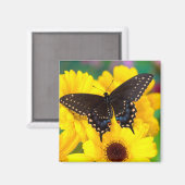 Aimant Papillon Papilio polyxenes (Recto/Verso)