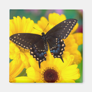 Aimant Papillon Papilio polyxenes