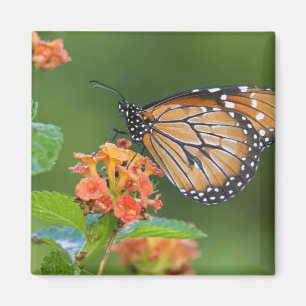 Aimant Papillon soldat (Danaus eresimus) en train de se n