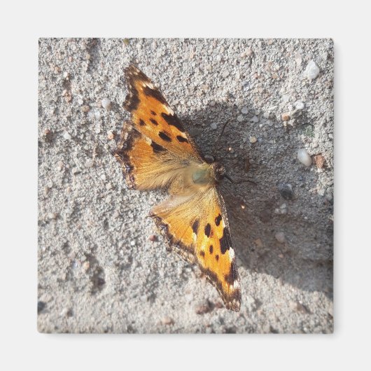 Aimant Papillon sous le soleil (Devant)