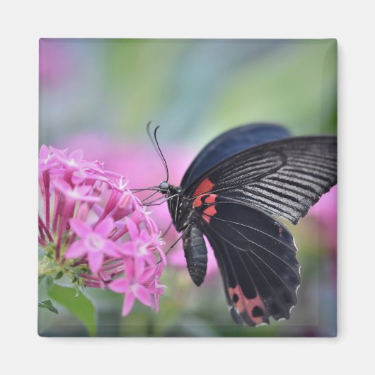 Aimant Papillon sur fleur (Devant)