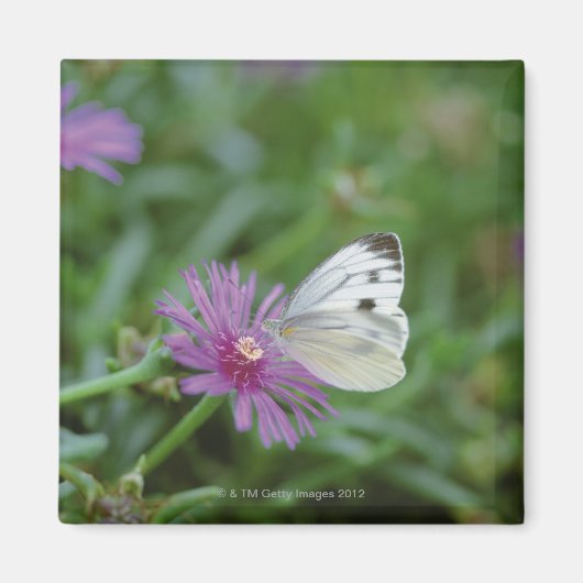 Aimant Papillon sur fleur (Devant)