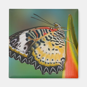 Aimant Papillon sur fleur tropicale