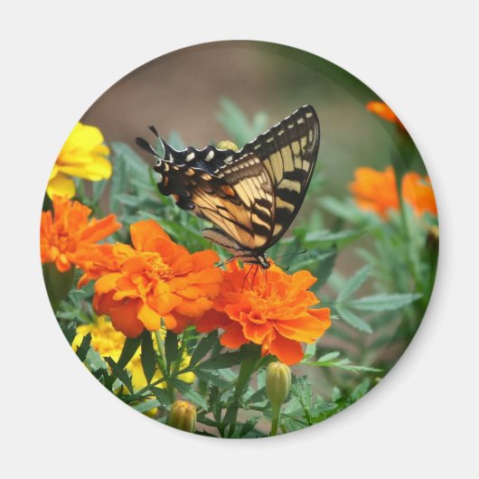 Aimant Papillon sur Fleurs Orange et Jaune (Devant)