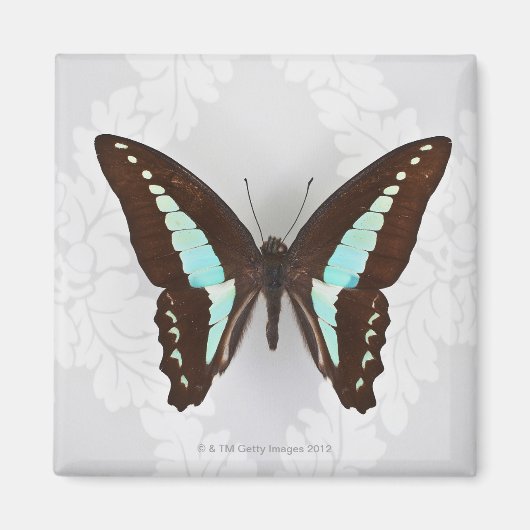 Aimant Papillon sur fond d'écran arrière - plan (Devant)