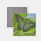 Aimant Papillon sur fond vert (Recto/Verso)