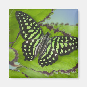 Aimant Papillon sur fond vert