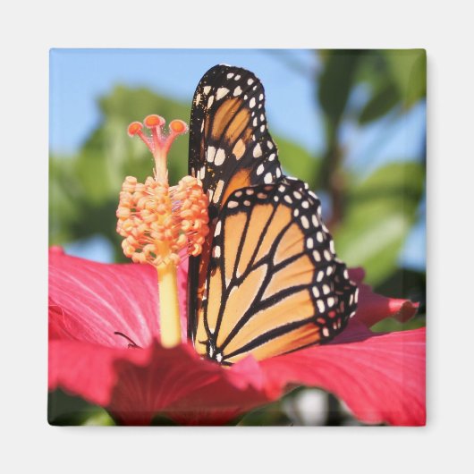 Aimant Papillon sur Hibiscus (Devant)