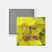 Aimant Papillon sur jaune (Recto/Verso)